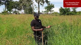 chroris gayana or Rhodes grass can be harvested every after 2 months by hamiisi 256773343283 [upl. by Laleb]