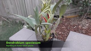 Repotting a Dendrobium Speciosum [upl. by Berwick]