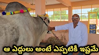 GLR Bulls గరికపాటి లక్ష్మయ్య చౌదరి గారితో చిన్న పరిచయ కార్యక్రమం  పెద్ద గొట్టిపాడు గ్రామం [upl. by Ravaj537]