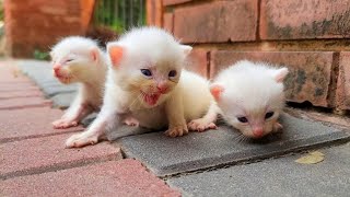 cute Kittens waiting for mother cat [upl. by Alexio778]