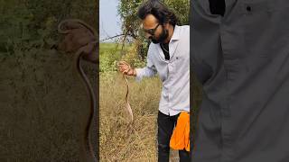 common trinket snake release in nature 🌿🍃🐍🥰 Akola Sarpmitra akola mh30 viralvideo snake shorts [upl. by Marisa]