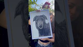 Big deerhound portrait dog deerhound scottishdeerhound [upl. by Nanyt]