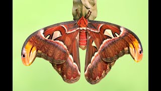 Atlas Moth transformation from Caterpillar to Pupa to Moth [upl. by Mihsah]