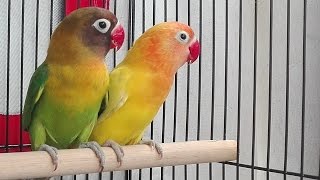 Kicau Lovebird 2 [upl. by Kippy]