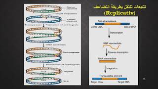 التتابعات المتنقلة داخل جينوم البكتريا Transposable Elements [upl. by Akihsar]