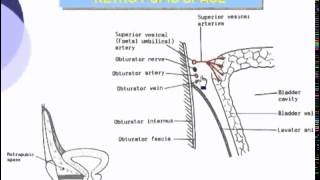 14 Pelvis Relations of Urinary Bladder [upl. by Ennairol]