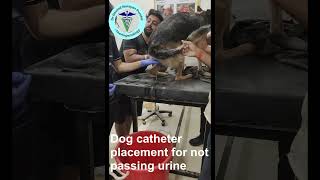 Watch How We Save This Dog From Urine Retention Shock [upl. by Sinnod457]