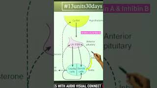 inhibin A amp inhibin B animalphysiology csirnetlifesciences [upl. by Tressa547]