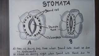 Stomata Diagram  How To Draw Stomata Drawing  Easy Science Drawing [upl. by Cyma]