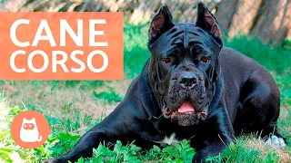 Cane corso  Características y adiestramiento del CANE CORSO [upl. by Saimerej]