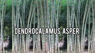 Dendrocalamus asper Giant Bamboo Rough Bamboo [upl. by Dorothi]