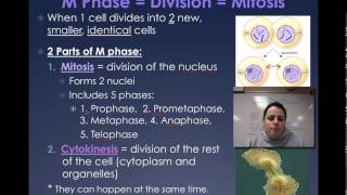 Cell Cycle M Phase [upl. by Carol-Jean]