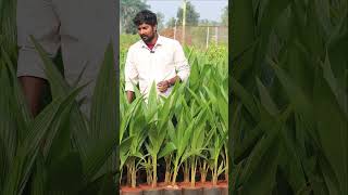 Malaysian Coconut Plants X  Hybrid Coconut Plants  Hybrid Kobbari Mokkalu  Kadiyam Abbai [upl. by Cordier]