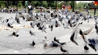 Trollstation Laxative Pigeon Prank [upl. by Heisser]