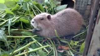 Разведение нутрий Breeding Nutria Nutria délevage Criação Nutria Εκτροφή Nutria Hodowla nutrii 食用營養 [upl. by Sahpec]