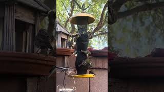 Goldfinches Eating Nyjer Seed in Fall [upl. by Atteuqaj871]