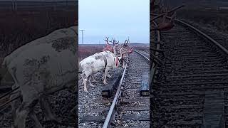 Nomads arctic reindeer herders nomadsofthefarnorthofyamal [upl. by Gebler614]