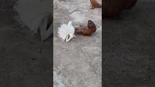 Lakha for sale fental trending subscribe viralvideo pigeon [upl. by Pathe314]