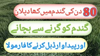 After 80 days best fertilizer plan for wheat  Uses of potash fertilizer  zikria agri information [upl. by Nafis]