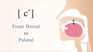 c⁼  unvoiced unaspirated front dorsal palatal stop [upl. by Lemkul]