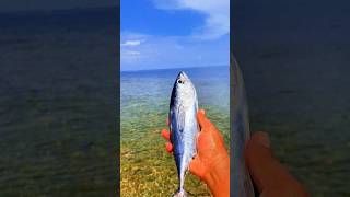 Found dead tongkolfish on the beach shorts shortvideo viralvideo [upl. by Conchita]