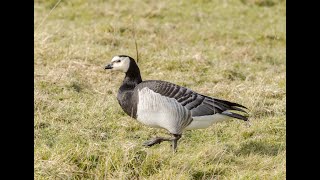 Barnacle Goose Farlington 28Jan2024 [upl. by Eelorac133]