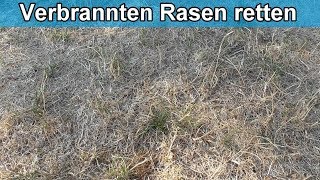 Rasen verbrannt und vertrocknet was tun  Erholt sich verbrannter Rasen wieder [upl. by Lemmueu]