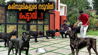 അയ്യോ അമ്മേ രക്ഷിക്കണേ  Vickies Greeny [upl. by Suidualc]