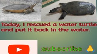 🛟Rescued the water turtle🐢🐢 today and released it back into the water 🌊🌊💦 [upl. by Siegler]