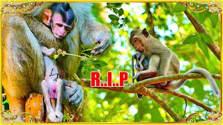 Final Update RIP Monkey Ratha Lsing Her Adorable Baby Monkey [upl. by Nnairet]