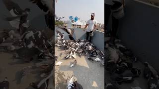 🕊️Sikandar Pigeon Loft 😍 kabootarbazi pigeon youtubeshorts viralshorts shorts ytshorts [upl. by Dyolf860]