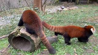 Home Safari  Red Panda  Cincinnati Zoo [upl. by Caplan]