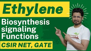 Ethylene biosynthesis and ethylene signaling and ethylene function  Plant hormones [upl. by Nolyaw236]