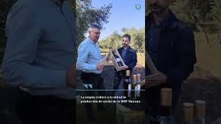 La sequía reduce a la mitad la producción de aceite de la DOP Siurana [upl. by Atnad812]