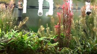 ⟹ 75 Gallon fish tank  Planted Walstad fish tank [upl. by Enawd]