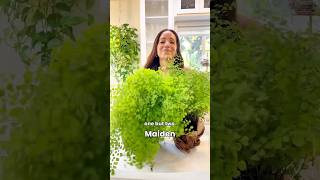 Hope this maidenhair fern makes it plants houseplants plantcare [upl. by Notsur372]