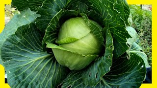 Weißkohl Kraut erfolgreich im Garten anbauen  Von der Aussaat bis zur Ernte  Kabis Kohl Kappes [upl. by Artek]