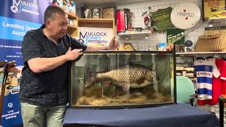 Clarissa The Carp Lot 599 Mullock Jones Auctions 24th July 2024 [upl. by Ymmac533]