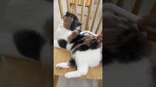 How to Groom a Playful Kitten aumuca aumucapetbrush cat cats catmom catlovers kitten [upl. by Rosana]