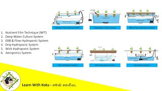 ජනප්‍රිය නිර්පාංශු වගා ක්‍රම Hydroponic System Soil Less Culture  මොඩ්ගොවියා [upl. by Leiba]