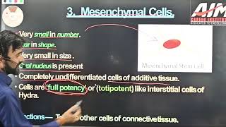 Mesenchymal cell  Animal Tissue  11th Biology Lec22 [upl. by Ahsille]