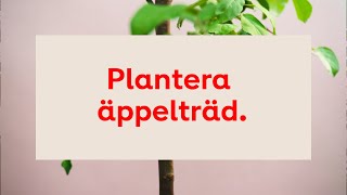 Plantera äppelträd stegförsteg [upl. by Radloff]