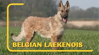 All About Belgian Laekenois  AKC Approved [upl. by Suoirad311]