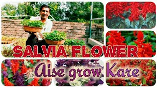 Salvia Flower Plants Aise Grow Kare  Hindi  Urdu [upl. by Redmund]