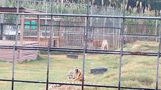 Siberian Tiger vs Liger Size Comparison [upl. by Dlared]