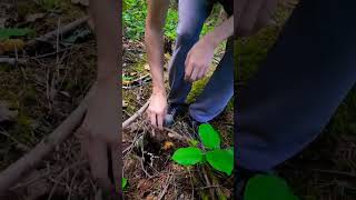 Hunting chanterelles mushrooms oregon nature [upl. by Annel]