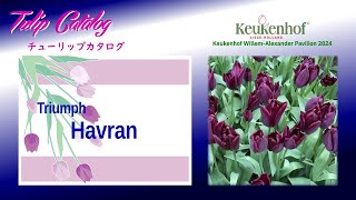 Tulip Catalog  Havran  Keukenhof WillemAlexander pavilion [upl. by Ennahgem]