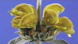 Phlomis fruticosa flower timelapse [upl. by Novyad]