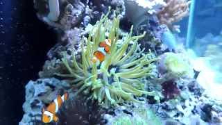 New Corals and Condylactis Anemone 11 11 2014 [upl. by Korney]