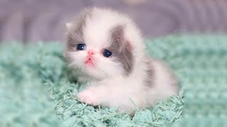 CUTE PERSIAN KITTENS 😍 Persian Kitten Videos AWW [upl. by Melina]